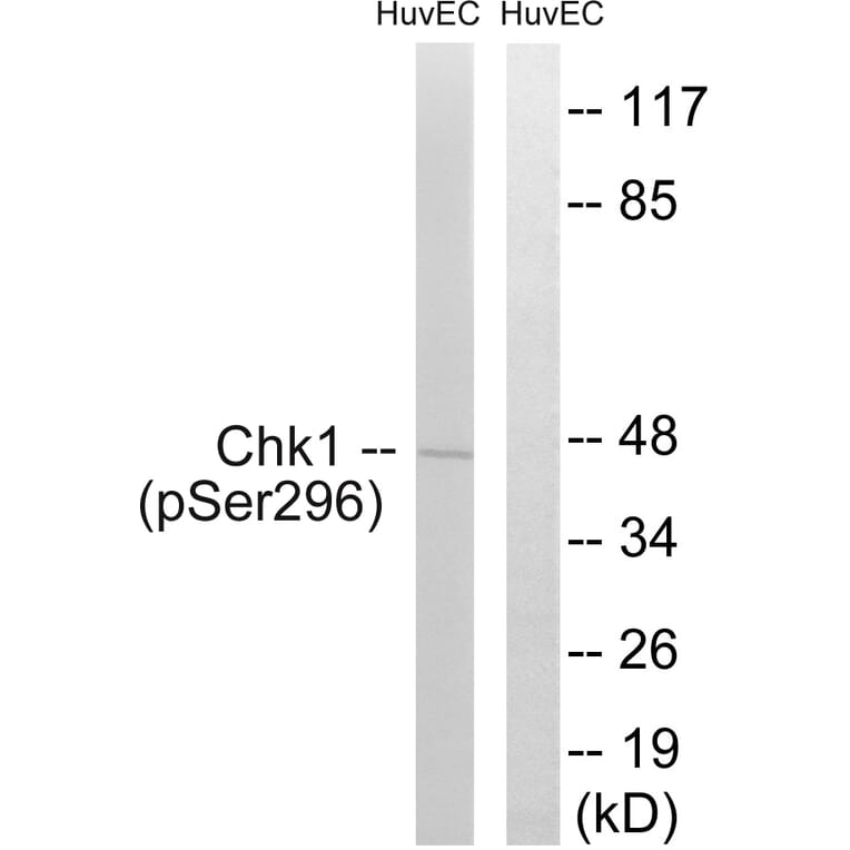 Western Blot - Anti-Chk1 (phospho Ser296) Antibody (A0629) - Antibodies.com