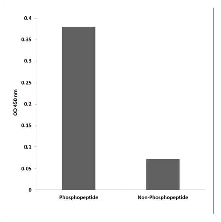 ELISA - Anti-Chk1 (phospho Ser296) Antibody (P12-1091) - Antibodies.com