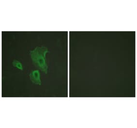 Immunofluorescence - Anti-BCL-2 (phospho Thr69) Antibody (A0774) - Antibodies.com