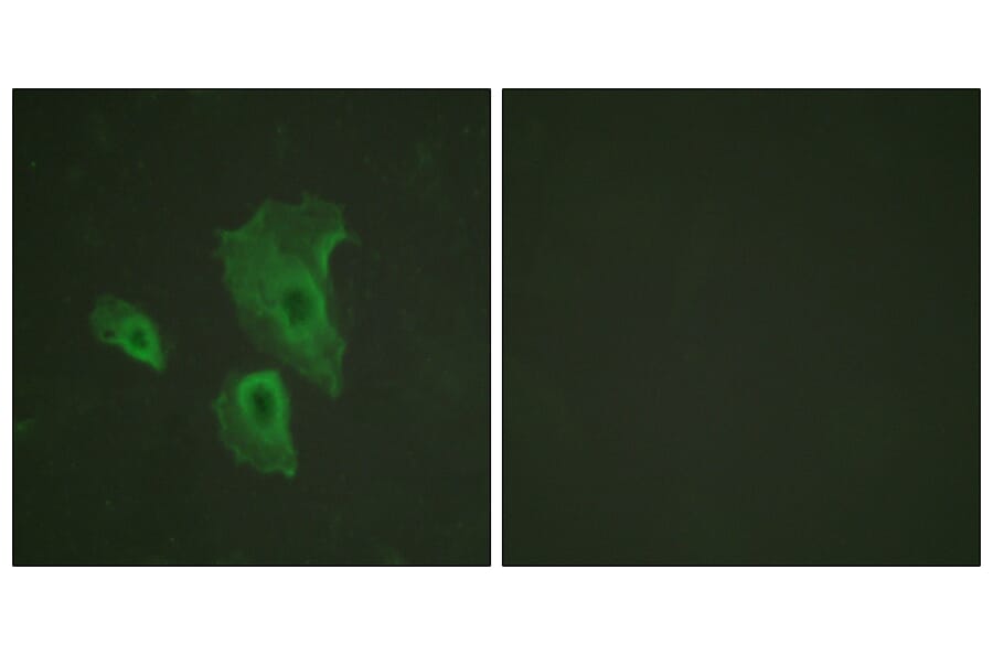Immunofluorescence - Anti-BCL-2 (phospho Thr69) Antibody (A0774) - Antibodies.com