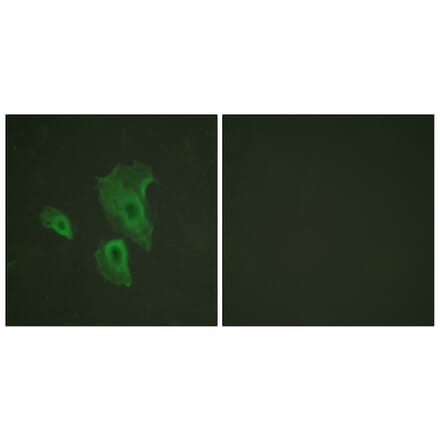 Immunofluorescence - Anti-BCL-2 (phospho Thr69) Antibody (A0774) - Antibodies.com