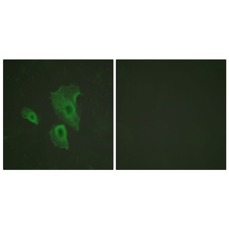 Immunofluorescence - Anti-BCL-2 (phospho Thr69) Antibody (A0774) - Antibodies.com