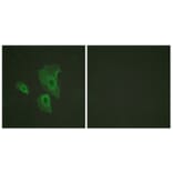 Immunofluorescence - Anti-BCL-2 (phospho Thr69) Antibody (A0774) - Antibodies.com