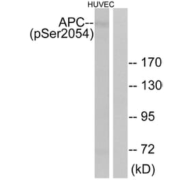 Western Blot - Anti-APC (phospho Ser2054) Antibody (A0818) - Antibodies.com