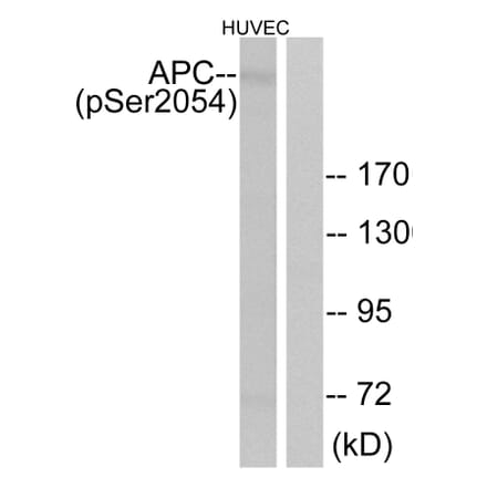 Western Blot - Anti-APC (phospho Ser2054) Antibody (A0818) - Antibodies.com