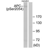 Western Blot - Anti-APC (phospho Ser2054) Antibody (A0818) - Antibodies.com
