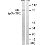 Western Blot - Anti-GR (phospho Ser203) Antibody (A8038) - Antibodies.com