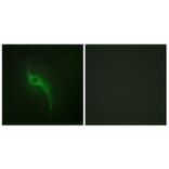 Immunofluorescence - Anti-Collagen V alpha1 Antibody (C12201) - Antibodies.com