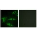 Immunofluorescence - Anti-Collagen I alpha2 Antibody (C12195) - Antibodies.com
