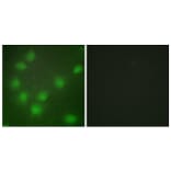 Immunofluorescence - Anti-HOXA11 + HOXD11 Antibody (C16289) - Antibodies.com
