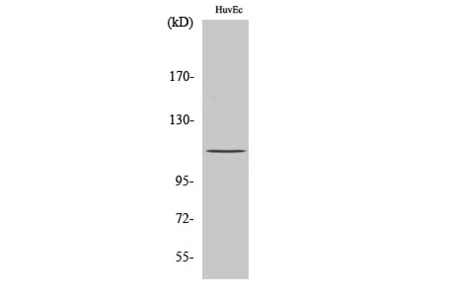 Western Blot - Anti-Retinoblastoma Antibody (B7209) - Antibodies.com