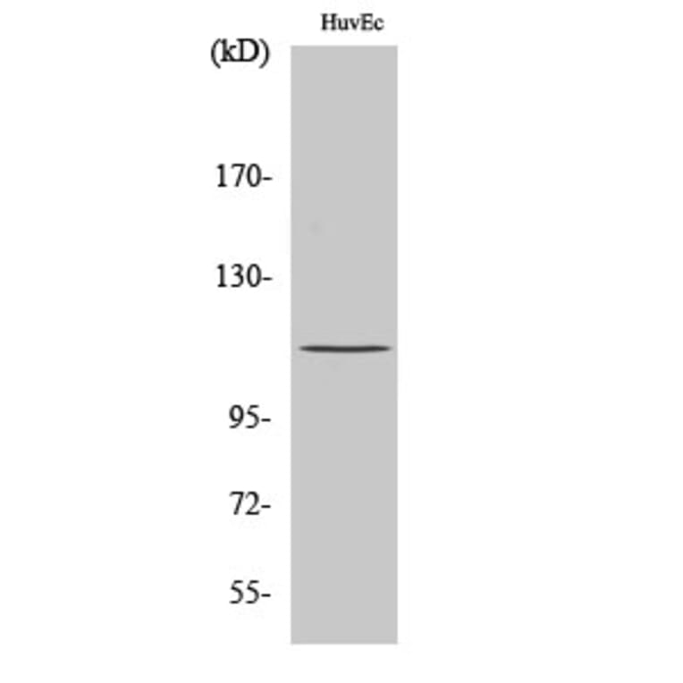 Western Blot - Anti-Retinoblastoma Antibody (B7209) - Antibodies.com