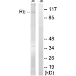 Western Blot - Anti-Retinoblastoma Antibody (B8059) - Antibodies.com