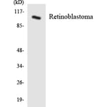 Western Blot - Anti-Retinoblastoma Antibody (R12-3422) - Antibodies.com