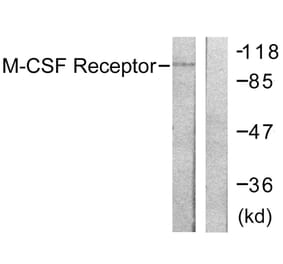 Western Blot - Anti-M-CSF Receptor Antibody (B0507) - Antibodies.com