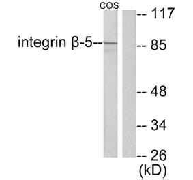 Western Blot - Anti-Integrin beta5 Antibody (C0235) - Antibodies.com