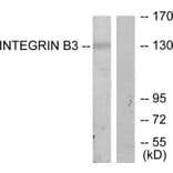 Western Blot - Anti-Integrin beta3 Antibody (B7118) - Antibodies.com
