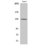 Western Blot - Anti-Integrin beta3 Antibody (B7118) - Antibodies.com