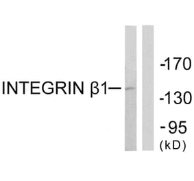 Western Blot - Anti-Integrin beta1 Antibody (B0491) - Antibodies.com