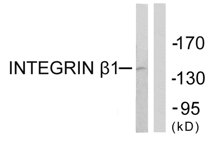 Western Blot - Anti-Integrin beta1 Antibody (B0491) - Antibodies.com