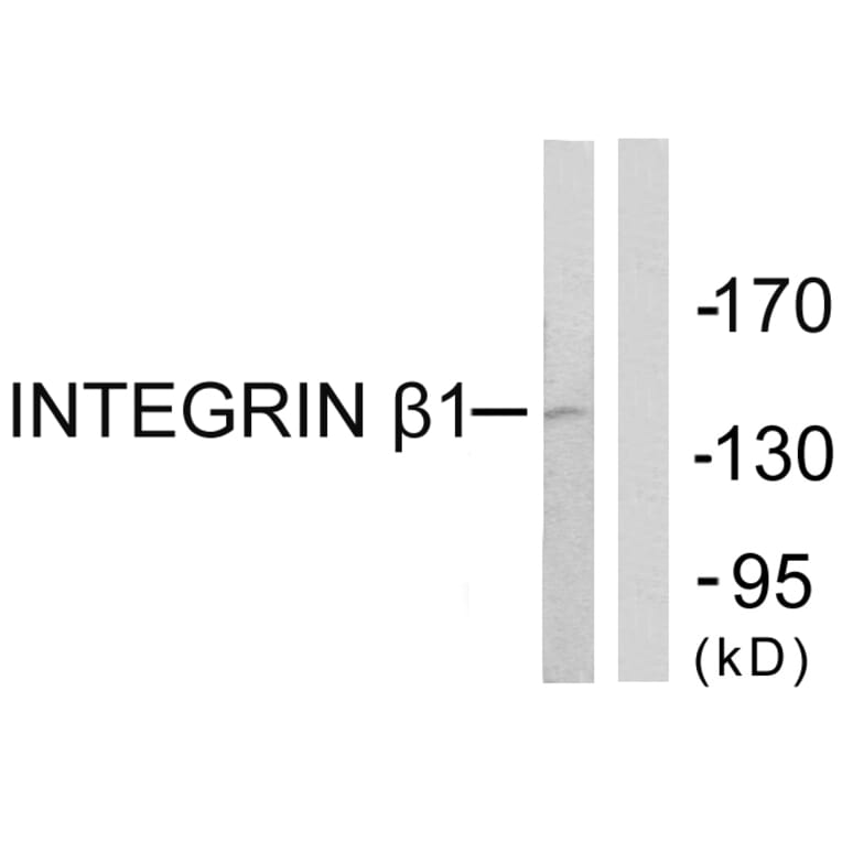 Western Blot - Anti-Integrin beta1 Antibody (B0491) - Antibodies.com