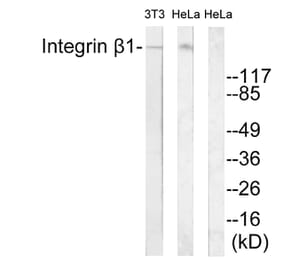 Western Blot - Anti-Integrin beta1 Antibody (B0445) - Antibodies.com