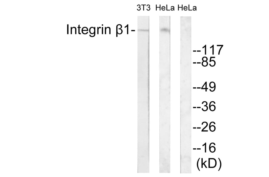 Western Blot - Anti-Integrin beta1 Antibody (B0445) - Antibodies.com