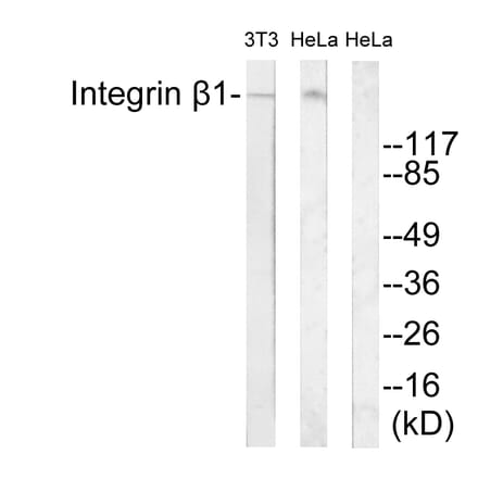 Western Blot - Anti-Integrin beta1 Antibody (B0445) - Antibodies.com