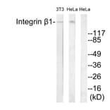 Western Blot - Anti-Integrin beta1 Antibody (B0445) - Antibodies.com