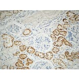 Immunohistochemistry - Anti-Integrin beta1 Antibody (B0445) - Antibodies.com