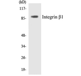 Western Blot - Anti-Integrin beta1 Antibody (R12-2927) - Antibodies.com