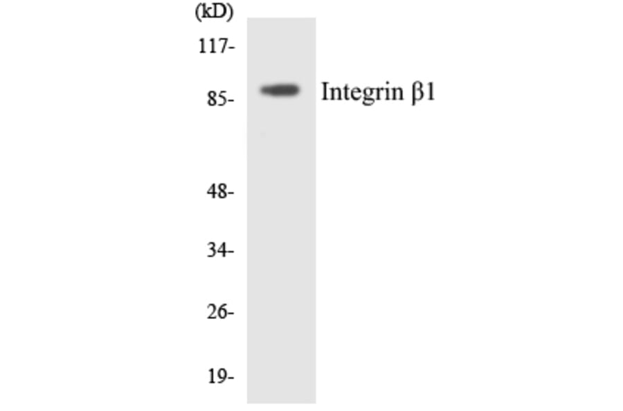 Western Blot - Anti-Integrin beta1 Antibody (R12-2927) - Antibodies.com