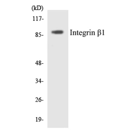 Western Blot - Anti-Integrin beta1 Antibody (R12-2927) - Antibodies.com