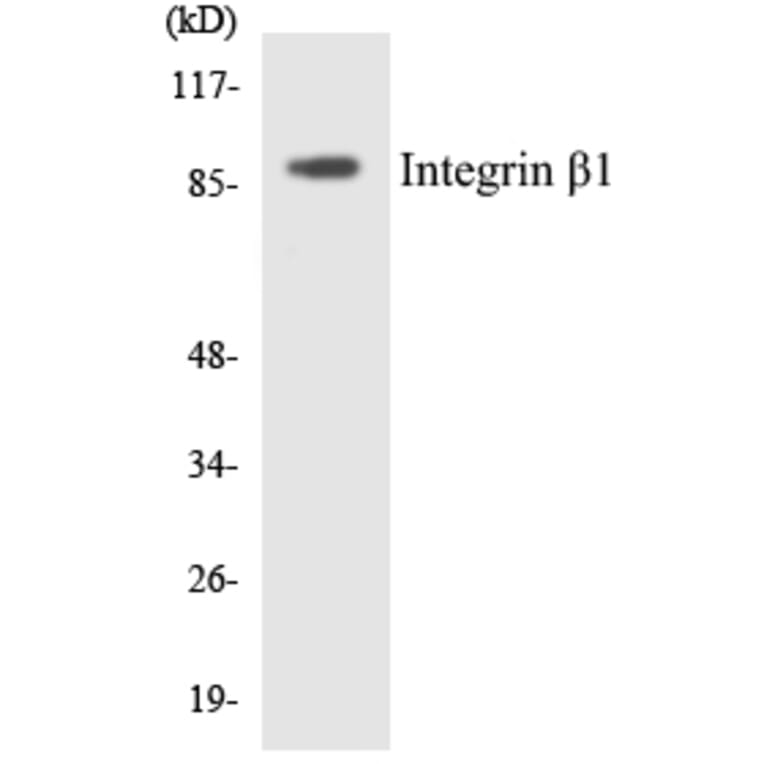 Western Blot - Anti-Integrin beta1 Antibody (R12-2927) - Antibodies.com