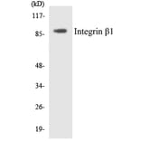 Western Blot - Anti-Integrin beta1 Antibody (R12-2927) - Antibodies.com