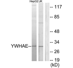 Western Blot - Anti-14-3-3 epsilon Antibody (C12002) - Antibodies.com