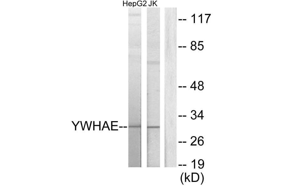 Western Blot - Anti-14-3-3 epsilon Antibody (C12002) - Antibodies.com