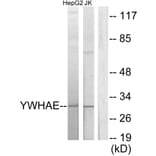 Western Blot - Anti-14-3-3 epsilon Antibody (C12002) - Antibodies.com