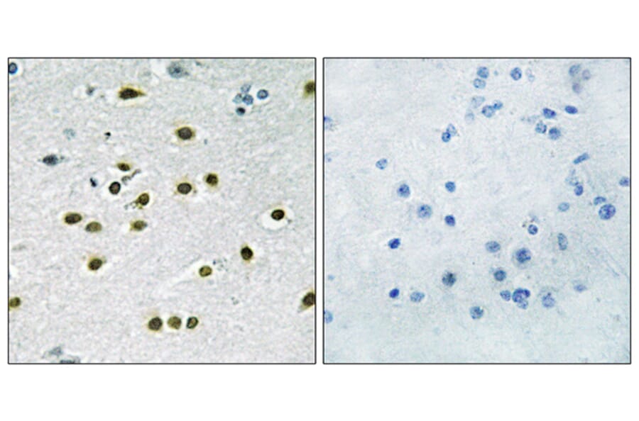 Immunohistochemistry - Anti-KLF10 + KLF11 Antibody (C10948) - Antibodies.com