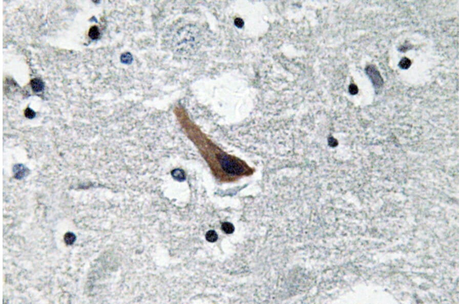 Immunohistochemistry - Anti-GABAA Ralpha1 Antibody (R12-2151) - Antibodies.com