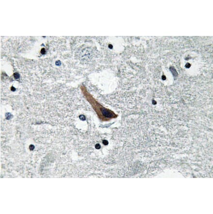 Immunohistochemistry - Anti-GABAA Ralpha1 Antibody (R12-2151) - Antibodies.com