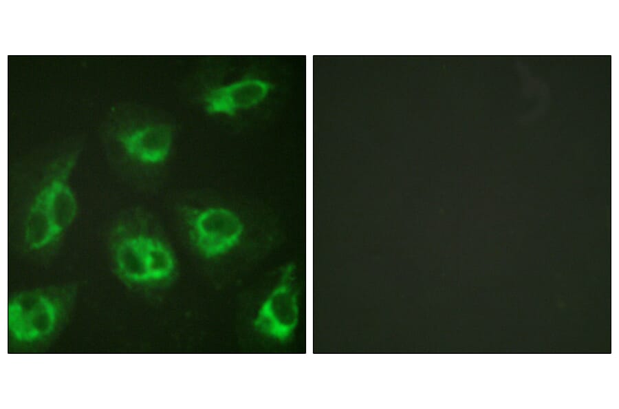 Immunofluorescence - Anti-Calsenilin Antibody (B1024) - Antibodies.com