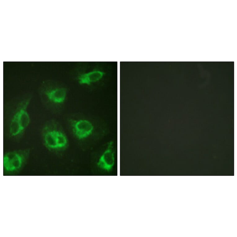 Immunofluorescence - Anti-Calsenilin Antibody (B1024) - Antibodies.com