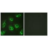 Immunofluorescence - Anti-Calsenilin Antibody (B1024) - Antibodies.com