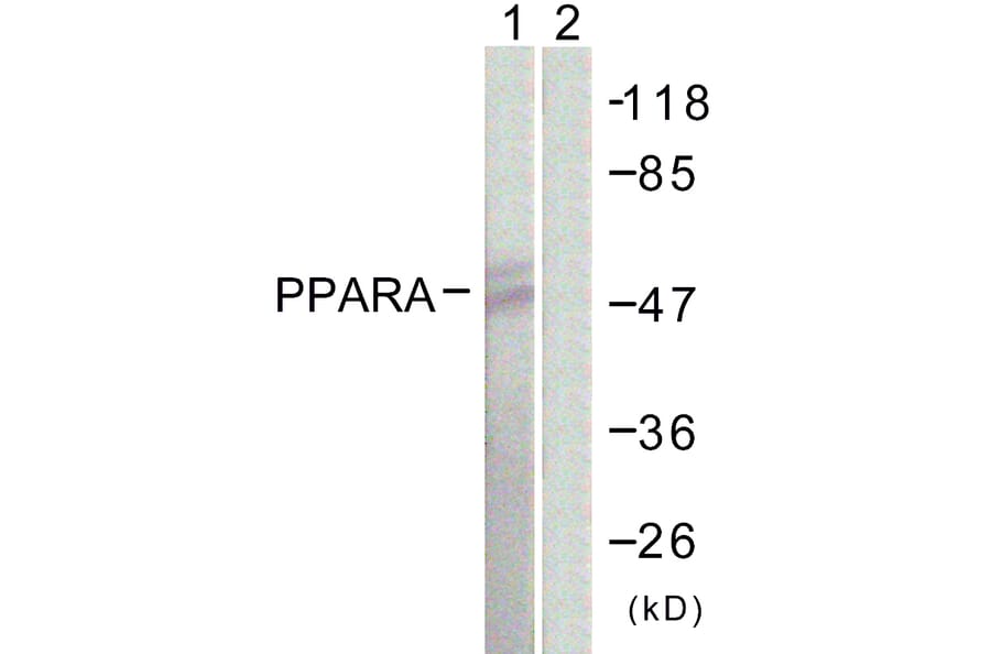 Western Blot - Anti-PPAR-alpha Antibody (B0975) - Antibodies.com