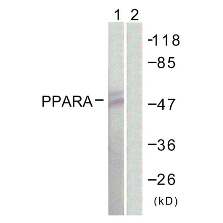 Western Blot - Anti-PPAR-alpha Antibody (B0975) - Antibodies.com