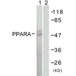 Western Blot - Anti-PPAR-alpha Antibody (B0975) - Antibodies.com