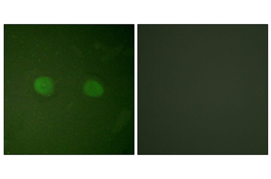 Immunofluorescence - Anti-PPAR-alpha Antibody (B0975) - Antibodies.com