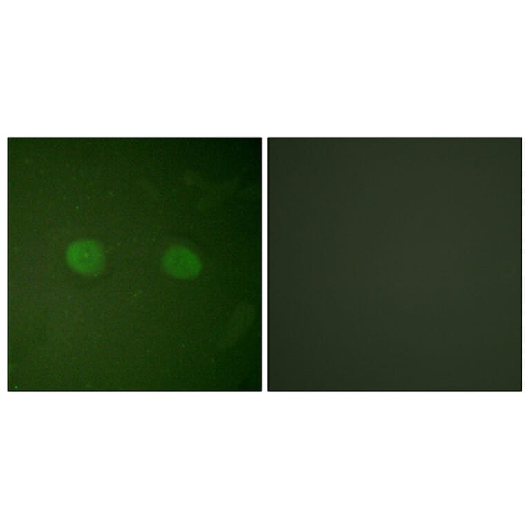 Immunofluorescence - Anti-PPAR-alpha Antibody (B0975) - Antibodies.com