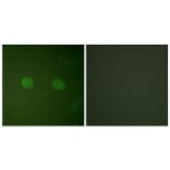 Immunofluorescence - Anti-PPAR-alpha Antibody (B0975) - Antibodies.com